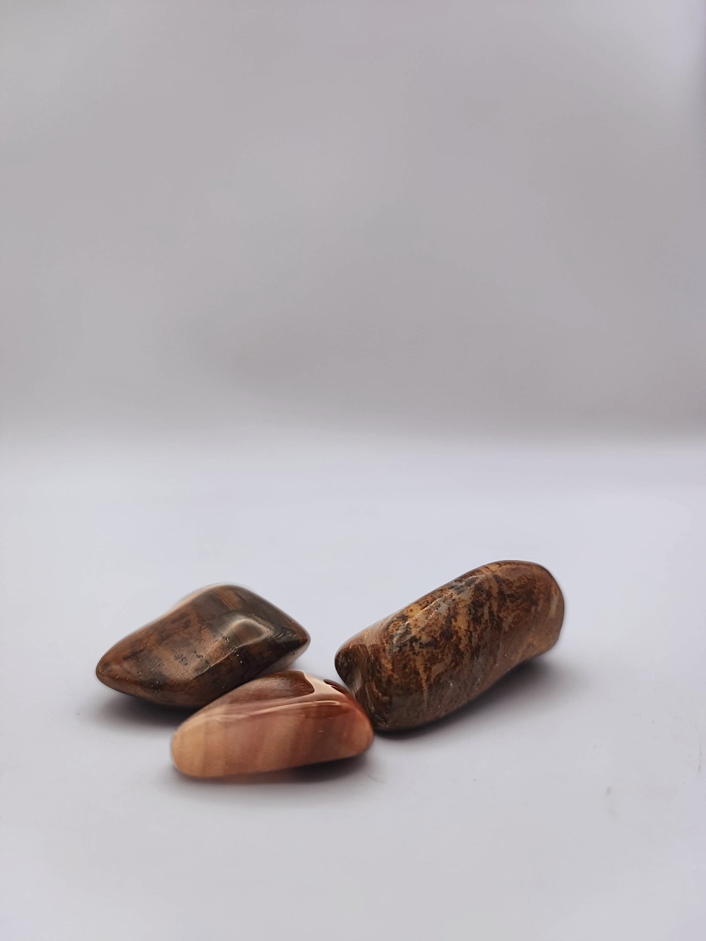 Legno fossile